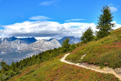 Aletschgletscher Weg durch Büsche