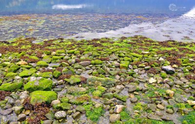Algen Steine mit Wasserzeichen Homepage
