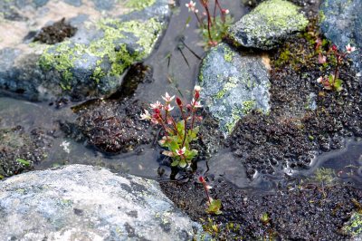 Karte   mit Wasserzeichen Homepage