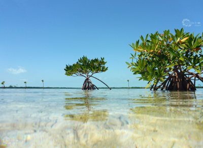 Mangroven Karaibik Wasserspiegel mit Wasserzeichen Homepage
