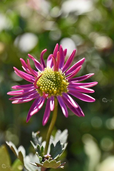 Blüte Gänseblümchen ausgeschnitten mit Wasserzeichen Homepage Juni