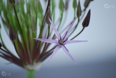 Blüte Lila Dolde Teilausschnitt  mit Wasserzeichen Homepage Juni