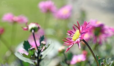 Blüte lila Gänseblümchen