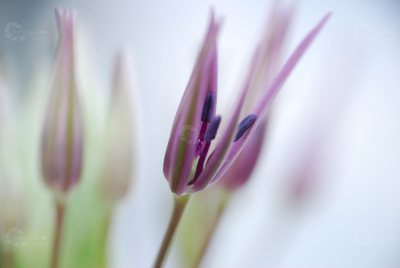 Blume lila Knospe zartes Licht Makro