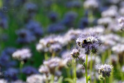 Blumenwiese Hummel Lila