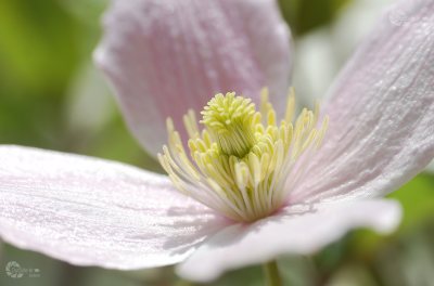 Clematis rosa  mit Wasserzeichen Homepage Mai