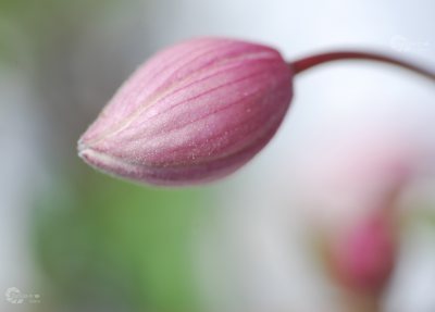 Clematis rosa Knospe mit Wasserzeichen Homepage Mai