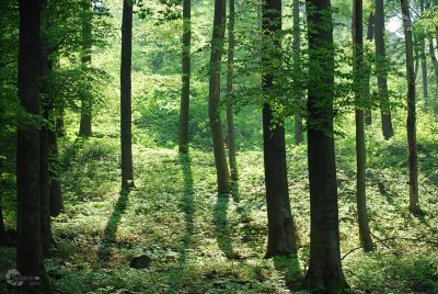 Der Wanderwald mit Wasserzeichen Homepage