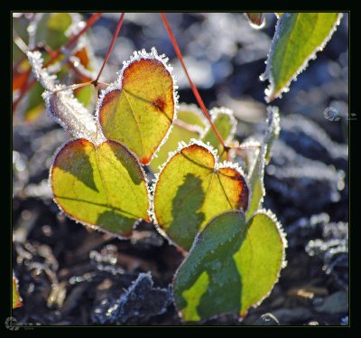 Elfenblümchen Winter Sonne Eiskristalle