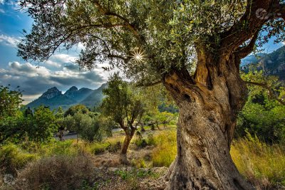 HPATitelbild Olivenbaum Soler Mallorca knorrig mit Wasserzeichen Homepage