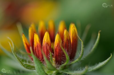 HPKosakenblume Knospe gelb rot mit Wasserzeichen Homepage August