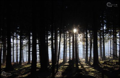 HPWald Gegenlicht Moos mit Wasserzeichen Homepage