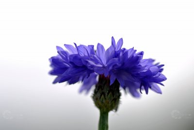 Kornblume blau einzeln