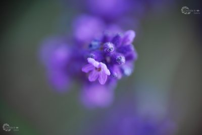 Lavendel einzeln Makro Blüte lila