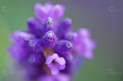 Lavendel Macro lila Blüten