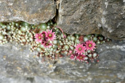 Mauerblume rosa Steingewächs Blüten mit Wasserzeichen Homepage Juni