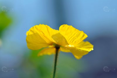 Mohn gelb Blüte