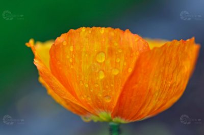 Mohn orange Tropfen Blüte