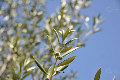 Olive Mediterran Zweig