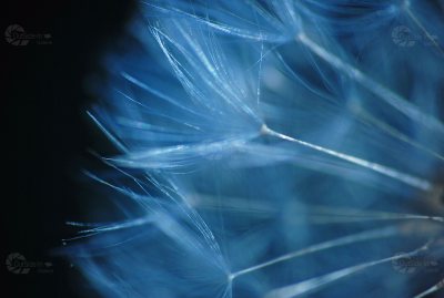 Pusteblume Aussdchnitt Blau schwarz