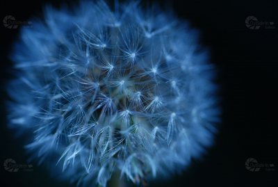 Pusteblume blau schwarz komplett