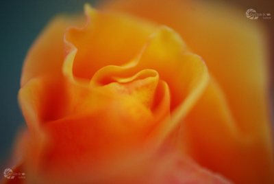 Rose gelb orange Knospe Ausschnitt zart