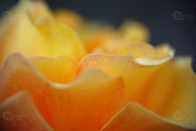 Rose weichgezeichnet orange Macro