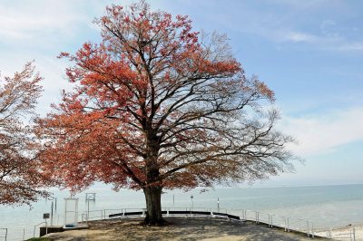 Rotbuche Bodensee Frühling