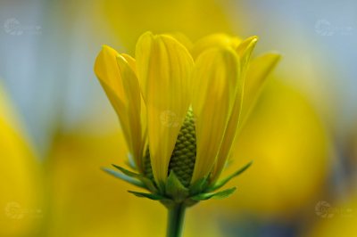 Sonnenhut gelb Blüte