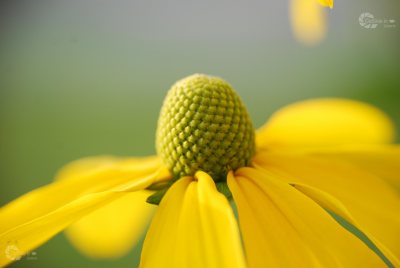 Sonnenhut gelb Makro verwaschen