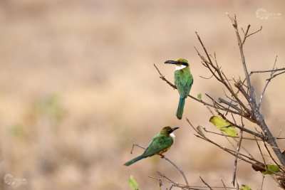 Bienenfresser mit Biene Kenia Afrika