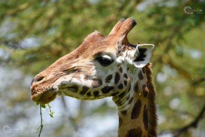 Giraffenkopf seitlich fressend Kenia Afrika