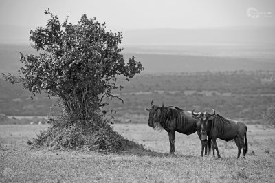 Gnus hintereinander schwarz weiss