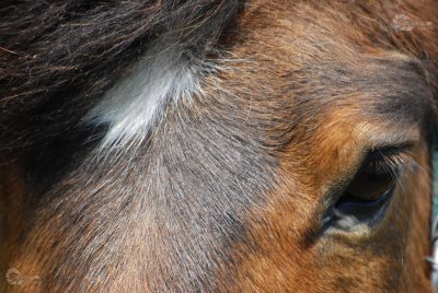 Islandpferd Auge Blässe Teilausschnitt