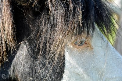 Island Pferd blaue Augen Mähne Teilausschnitt