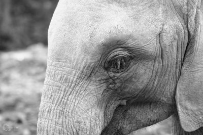 Junger Elefant Ausschnitt schwarzweiss