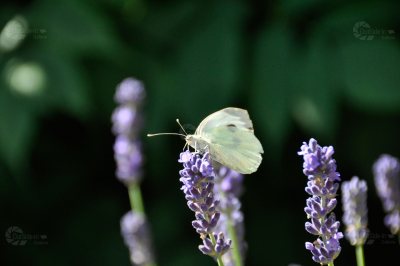 Lavendel Schmetterling Sommer lila