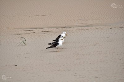 Möwe am Strand