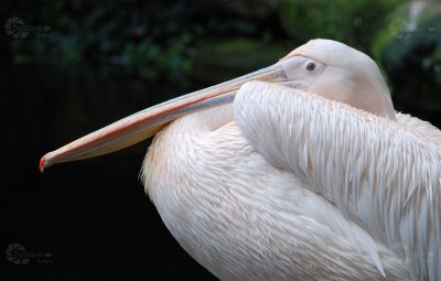 Pelikan seitlich
