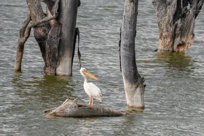 Pelikan auf Baumstamm im Wasser