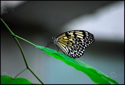 Schmetterling Weisser Monarch Blatt seitlich
