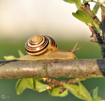 Schnecke auf Ast Abendsonne