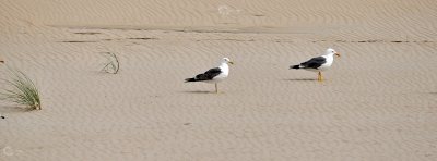 Strand Möwen zwei hintereinander