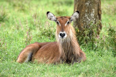 Wasserbock liegend Kenia