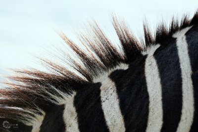 Zebra Mähne Ausschnitt