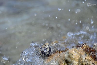 Wasser Schnecke Welle